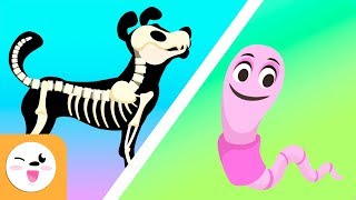 Los animales vertebrados e invertebrados para niños  Vídeos educativos para niños [upl. by Arev814]