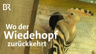 Wiedehopf  Vogel des Jahres 2022 Brutpaare in der Oberpfalz  Zwischen Spessart amp Karwendel  BR [upl. by Gninnahc]