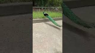 Beutiful peacock 🦚peacock birds cute peacock shorts viral [upl. by Moyna]