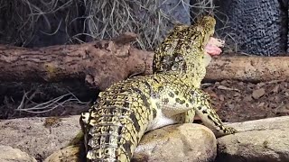 Morelets Crocodiles Eating Organic Chicken Hearts and Gizzards share trending subscribe follow [upl. by Venola]