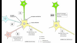 Lintégration synaptique des messages nerveux  sommation spatiale et temporelle [upl. by Waneta729]