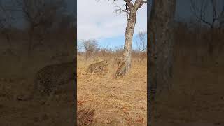 Hyenas Close in on Fighting Leopards [upl. by Arukas]