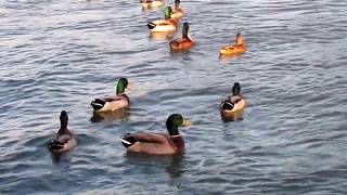 Les canards dansent à Nogent sur Marne  à 15 min de Paris [upl. by Ailalue]