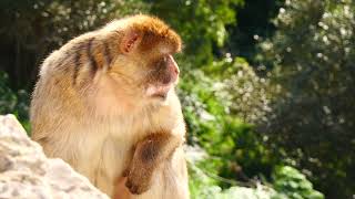 Barbary Macaque Macaca sylvanus Gibraltar [upl. by Asihtal]