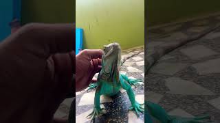 Iguana pet friendly bollywood reptiles [upl. by Barbabas488]