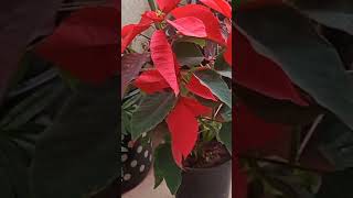 poinsettia plant care [upl. by Marabelle]