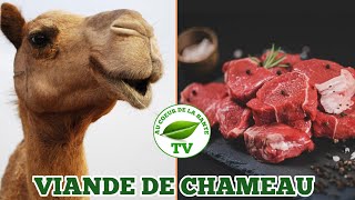 VIANDE DE CHAMEAU QUELS EFFETS SUR LA SANTÉ [upl. by Eluk]