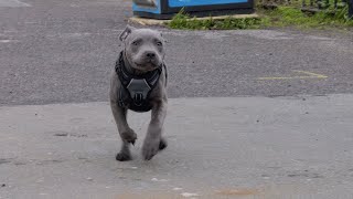 3 Month Old Blue Staffordshire Bull Terrier [upl. by Baruch]