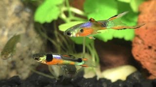 Breeding Displays of the Endler  Guppy Hybrid [upl. by Mutz]