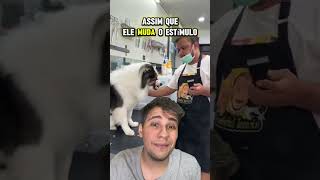 ⁉️CÃO BIPOLAR⁉️ pets caes animaisdeestimação cachorro animaisengraçados remix react cao [upl. by Zoes]