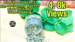 Oregano At HomeOregano Recipe In Malayalam [upl. by Gertrudis]