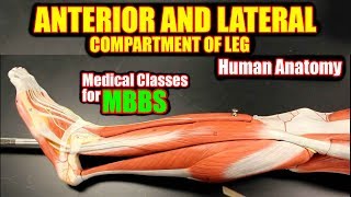 NEXT MEDICO  MBBS  Human Anatomy  Anterior and lateral Compartment of Leg Lecture  11 [upl. by Htiduy]