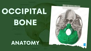 OCCIPITAL BONE  ANATOMY  NOTES [upl. by Ced]