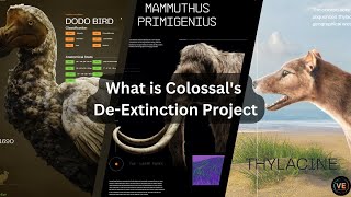 Ressurrecting the Woolly Mammoth When will it happen  Colossal Labs DeExtinction [upl. by Valene109]