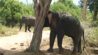 The male in Musth rubs his temporal gland against a tree [upl. by Arhsub]