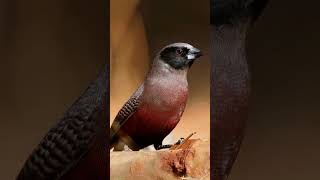 The Quirky BlackFaced Waxbill A Unique Bird in Red Attire birds [upl. by Anyahc857]