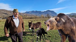 KANGAL CURAJOSOMORAT DE URSLA STANA LUI CORNEL CHITUIN MUNTII BUCEGIDOMNUL CORNEL NE POVESTESTE [upl. by Gwen]