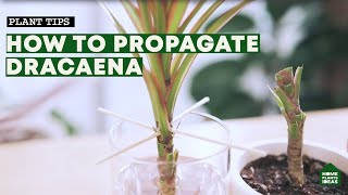 How to Propagate Dracaena The Easiest Ways How To Get More Dragon Tree For Free [upl. by Amarillis766]