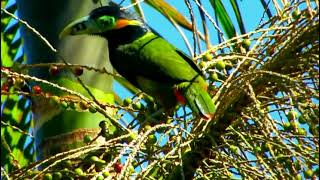 Spotbilled Toucanet Selenidera maculirostris [upl. by Oicaroh]