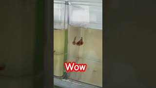 Betta Fish Eating Food bettafish shorts aquarium [upl. by Ayhdnas]