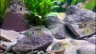 thorichthys helleri rio chacamax [upl. by Cecilio]