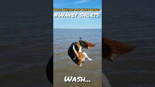 Wavey the Pocket Beagle  Beagle Bath Day shorts [upl. by Mccallion]