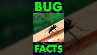 Rustys BUG FACTS  House Flies Defecate Every 5 Seconds [upl. by Boynton]