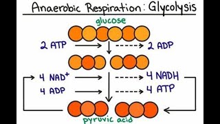 How Many Net Molecules of ATP are produced at the End of Glycolysis [upl. by Alyaj136]