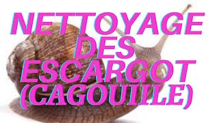 préparation des escargots cagouilles  1ere etape 🐌🐌🐌🐌 [upl. by Nueoht]