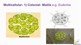 Range of thallus in AlgaeThallus diversity in algae Thallus range in ChlorophytaThallus types [upl. by Politi738]