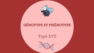 Génotype et phénotype  Tspé SVT [upl. by Norton]