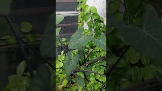 youtube garden vlog videos [upl. by Aloivaf]