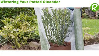 🌿 Wintering Your Potted Oleander Expert Tips [upl. by Elroy93]