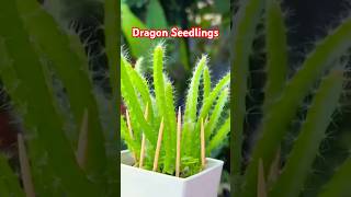 How to Grow Dragon Fruit at Home  Easy Steps for Beginners in 2024 gardening homegarden [upl. by Bouton]