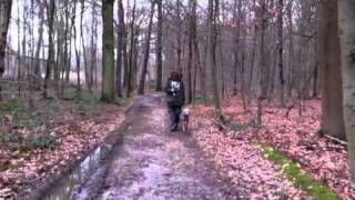 Blickkontakt beim Hund Weimaraner quotBei Fussquot Training Hundetraining IV [upl. by Phylys]