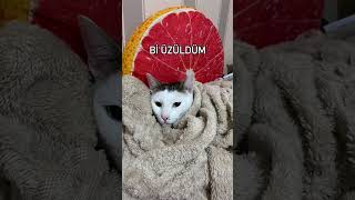 Sevimli pisi 😻 cat kediplus kedi kediaski catlover 🎥tatlimiuwlar [upl. by Phylis]