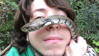 Natrice dal collare  Grass snake  Natrix natrix   ENGLISH SUBS   Missione Rettile 2015 [upl. by Davide535]