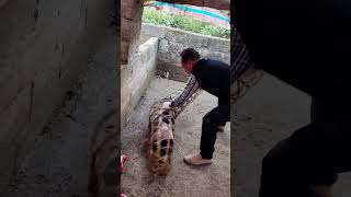 The process of loading piglets in bamboo cages [upl. by Kaz]