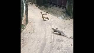 Mongoose vs big snake fight [upl. by Alinoel490]