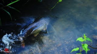 Pêche de la Carpe à Chemillé sur Indrois [upl. by Ahsemrac]