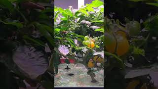 🌿Marvelous Spider Farmer Smart G12 Hydroponics Growing System Grow Diary 🌿 [upl. by Omik]