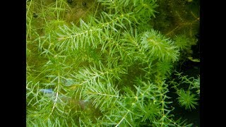 Hydrilla Hazard Biology Impacts and Management of an Invasive Aquatic Plant [upl. by Sofko770]