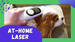 AtHome Cold Laser Therapy for Dogs with Chiari Malformation CM and Syringomyelia SM [upl. by Willing]