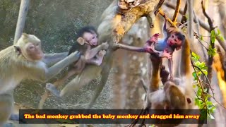 The bad monkey caught the baby monkey the baby monkey cried and called its mother to come save it [upl. by Norword]