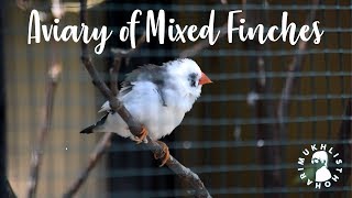 MY AVIARY OF MIXED FINCHES 2018 [upl. by Asilim]