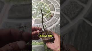 How to propagate bougainvillea plants from cutting [upl. by Faun]