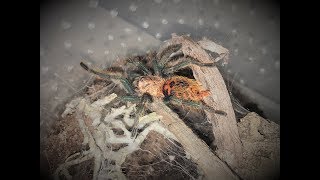 Chromatopelma cyaneopubescens  piękny pająk z Wenezueli [upl. by Ranice189]