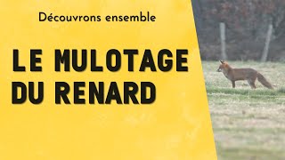 LE MULOTAGE DU RENARD  questce donc [upl. by Chester]