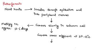 Leprosy  Pathophysiology  HindiEnglish mix [upl. by Fabiolas]