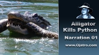 Alligator Attacks Python 01 Narration [upl. by Annmaria41]